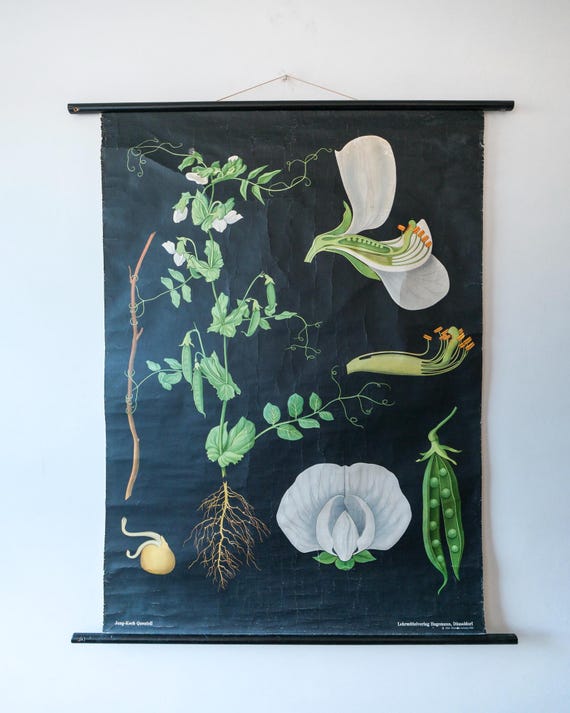 Original BOTANICAL Vintage German School Wall Chart SWEET PEA Botany Beautiful Rare Jung Koch Quentell