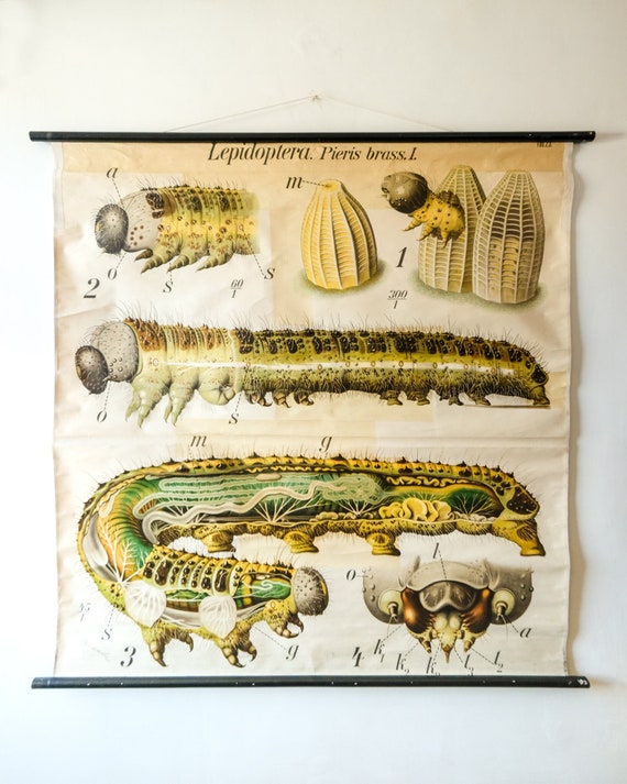 Original ZOOLOGICAL Vintage German School Wall Chart CATERPILLAR Cabbage White Natural History Biology Rare Paul PFURTSCHELLER