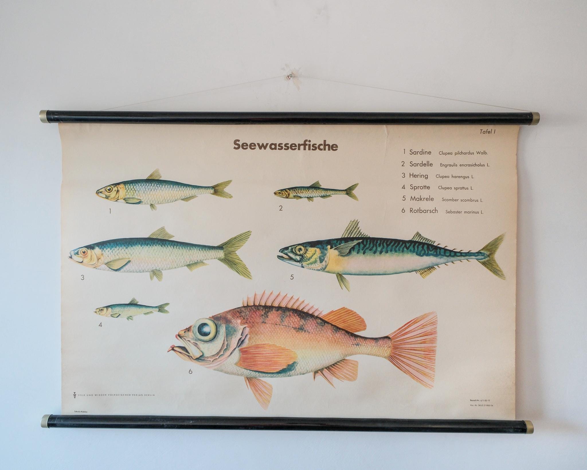 Huge Original ZOOLOGICAL Vintage German School Wall Chart European ...