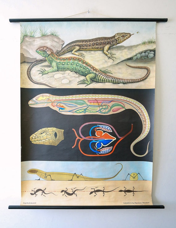 Original ZOOLOGICAL Vintage German School Wall Chart LIZARD REPTILE Zoology Beautiful Rare Jung Koch Quentell