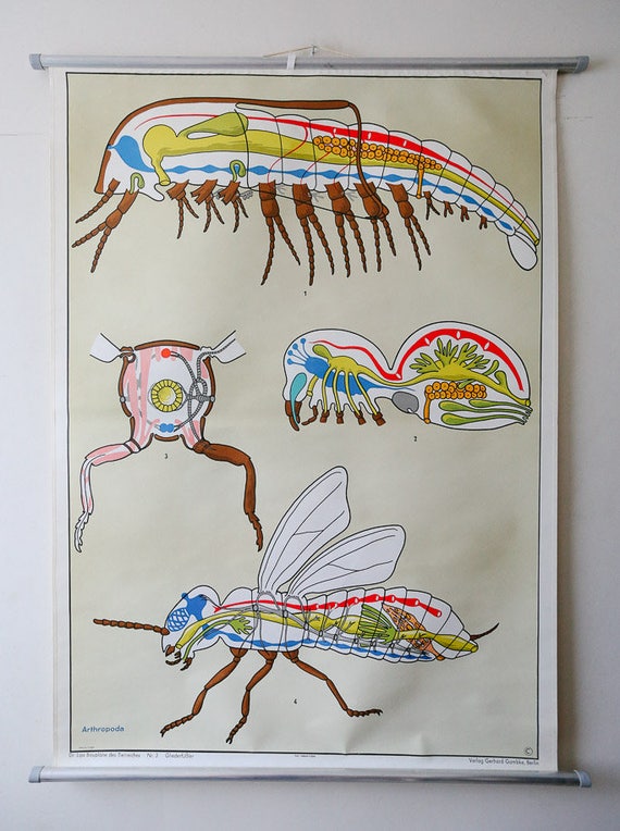 Original ZOOLOGICAL Vintage German School Wall Chart ARTHROPODS Zoology Insect Beautiful Rare Dr Lips