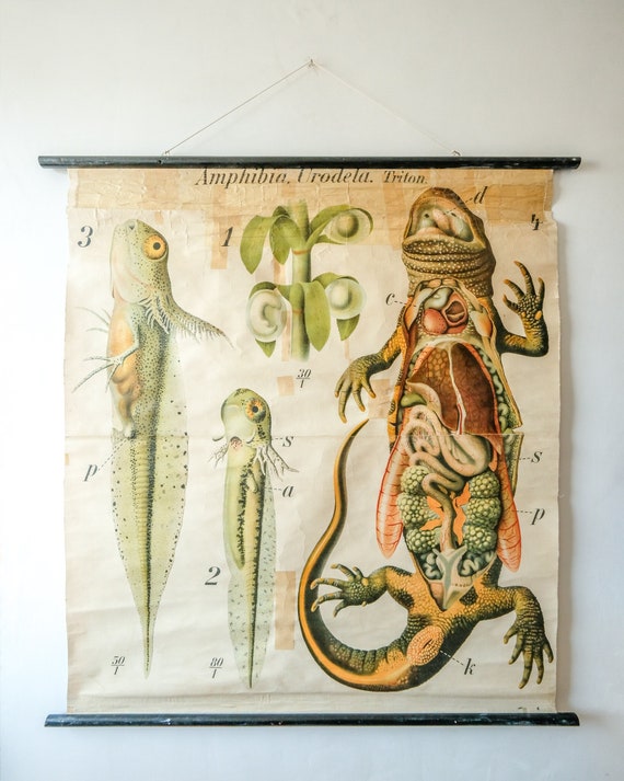 Original ZOOLOGICAL Vintage German School Wall Chart SALAMANDER Natural History Biology Rare Paul PFURTSCHELLER