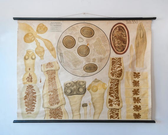 Original ZOOLOGICAL Vintage Antique German School Wall Chart TAPEWORM Biology Zoology Beautiful Rare Muller & Strumpell Parasitology
