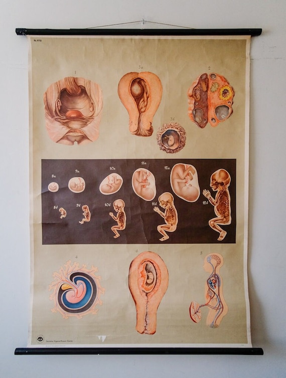 Original ANATOMICAL Vintage German Educational School Wall Chart GESTATION Foetus Development BIRTH Human Deutsches Science Museum Rare