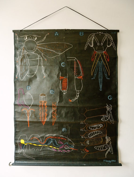 Original ZOOLOGICAL Vintage French School Chalk Wall Chart HONEY BEE Insect Zoology Beautiful Rare Dr Auzoux Sougy