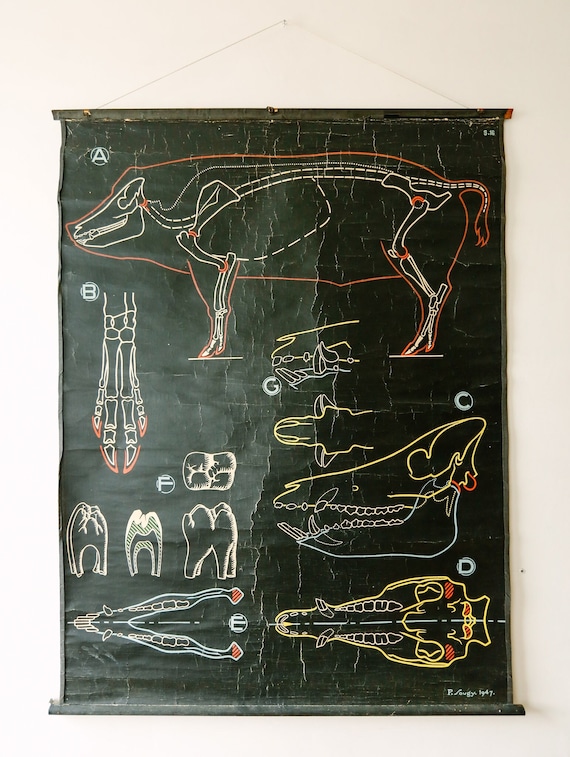 Original ZOOLOGICAL Vintage French School Chalk Wall Chart PIG Zoology Beautiful Rare Dr Auzoux Sougy