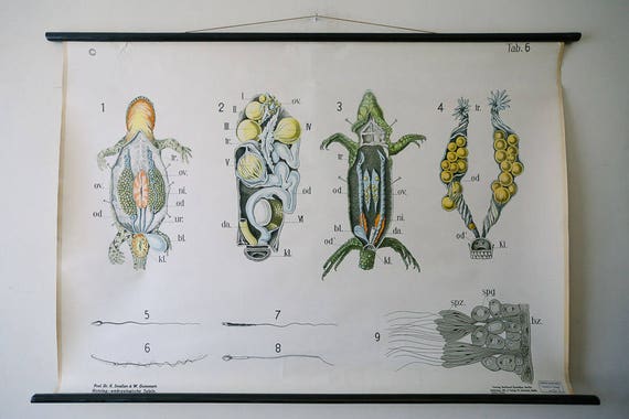 Original ZOOLOGICAL Vintage German School Wall Chart NEWT Zoology Beautiful Rare Dr Smalian