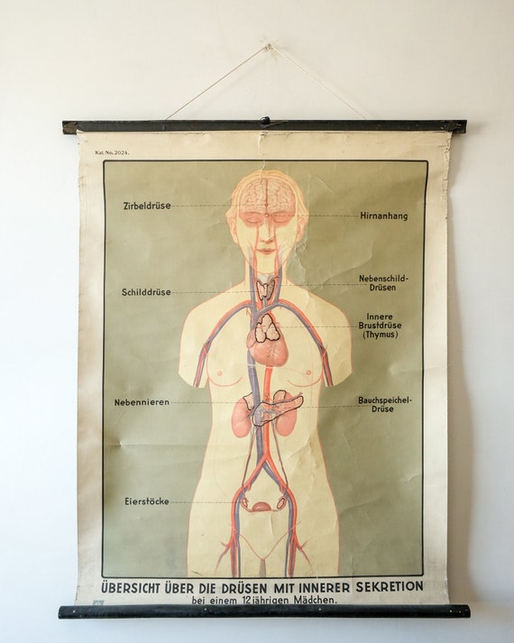 Original ANATOMICAL Vintage German Educational School Wall Chart GLANDS Internal SECRETIONS Deutsches Science Museum Beautiful Rare