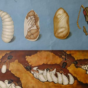 Original ZOOLOGICAL Vintage German School Wall Chart FLYING ANTS ...