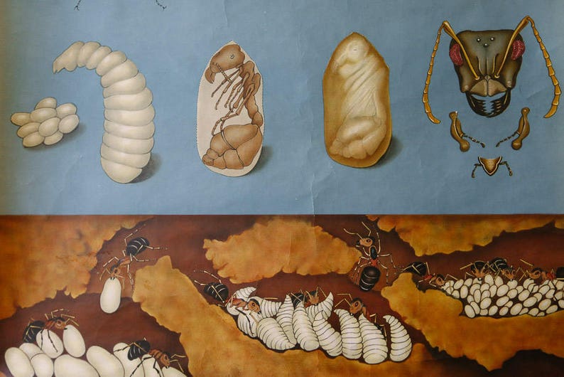Original ZOOLOGICAL Vintage German School Wall Chart FLYING ANTS ...