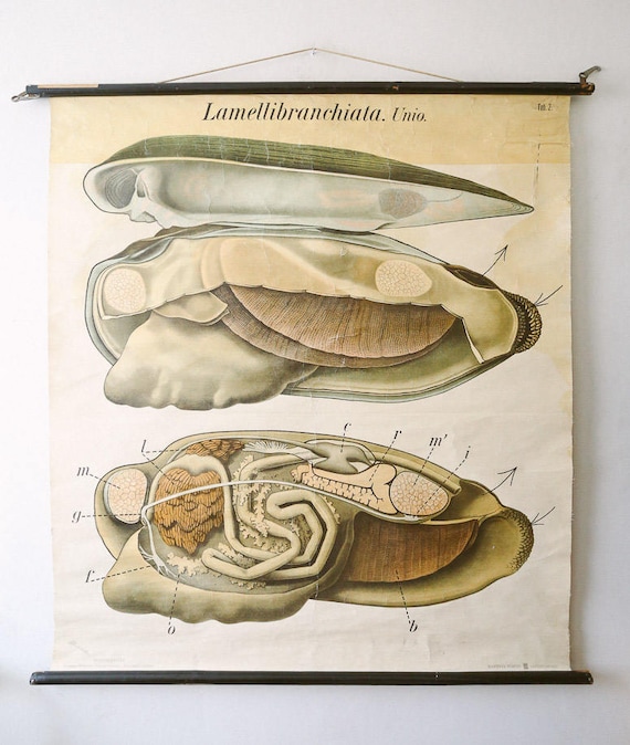 Original ZOOLOGICAL Vintage German School Wall Chart MUSSEL Bivalvia Marine Biology Zoology Beautiful Rare Paul PFURTSCHELLER