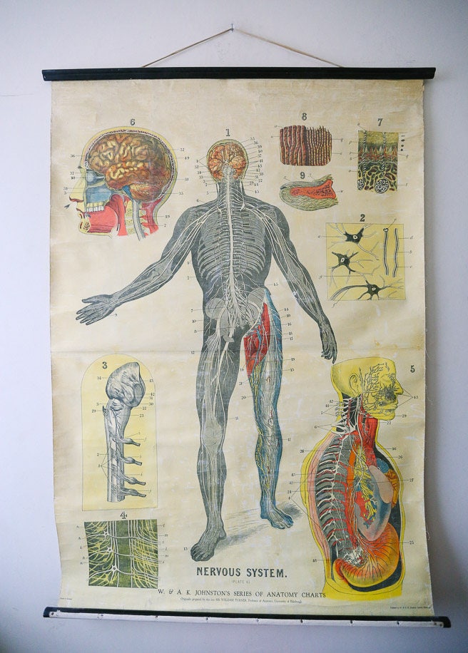 The Nervous System Anatomical Chart