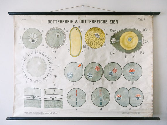 Original ANATOMICAL Vintage German Educational School Wall Chart FERTILISATION BIRTH Human Reproduction Dr Smalian 1926 Sperm Egg Rare