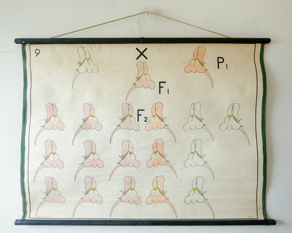 Original BOTANICAL Vintage Dutch School Wall Chart SNAPDRAGON Flower INHERITANCE Antirrhinum Biology Flowers Botany Beautiful Pink White
