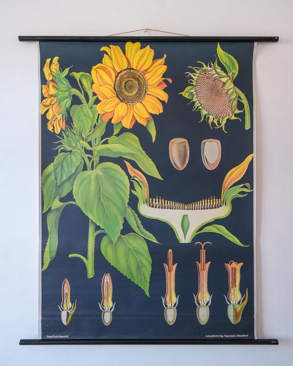 Original BOTANICAL Vintage German School Wall Chart SUNFLOWER Botany Beautiful Rare Jung Koch Quentell