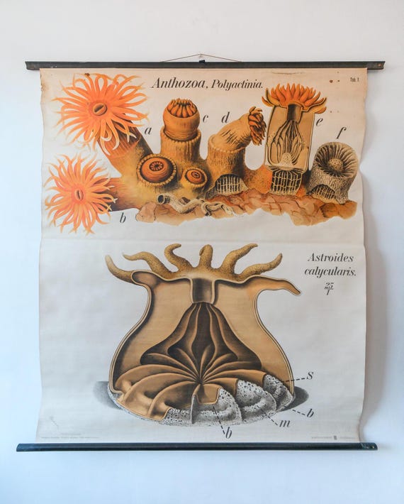 Original ZOOLOGICAL Vintage German School Wall Chart Orange Coral ANTHOZOA Cnidaria Anemone Marine Biology Rare Paul PFURTSCHELLER