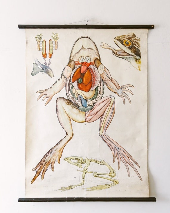 Original ZOOLOGICAL Vintage German School Wall Chart FROG Anatomy Skeleton Zoology Beautiful Rare Amphibian Te Neues