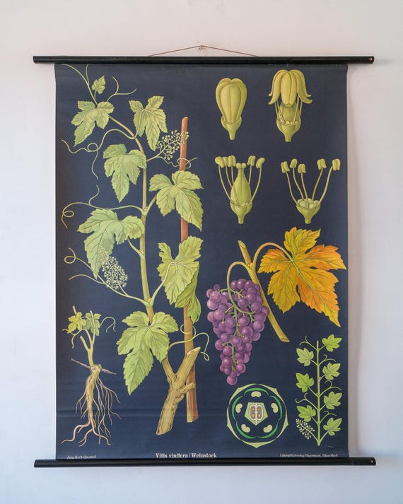 Original BOTANICAL Vintage German School Wall Chart GRAPES VINES Botany Beautiful Rare Jung Koch Quentell