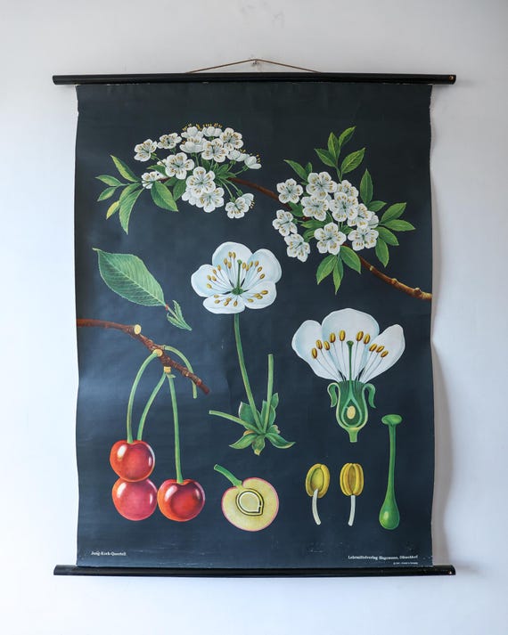 Original BOTANICAL Vintage Mid Century German School Wall Chart CHERRY BLOSSOM Botany Beautiful Rare Jung Koch Quentell