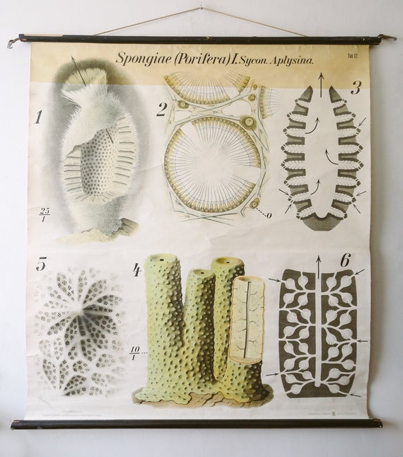 Original ZOOLOGICAL Vintage German School Wall Chart Sea SPONGE Sponigae Porifera Marine Biology Rare Paul PFURTSCHELLER