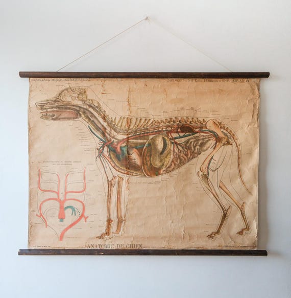 Original ZOOLOGICAL Antique Vintage Henri GERVAIS French School Wall Chart DOG Anatomy Anatomical Curiosities Curios 19th Century Rare