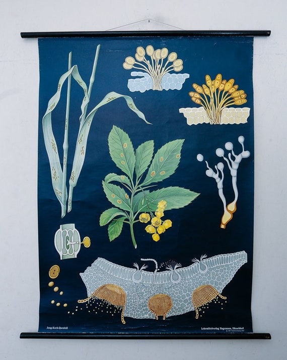 Original BOTANICAL Vintage Mid Century German School Wall Chart Stem Wheat RUST FUNGUS Puccinia Graminis Botany Beautiful Jung Koch Quentell