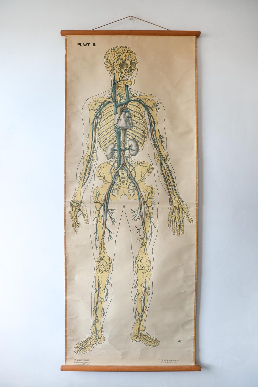 Original ANATOMICAL Vintage Dutch Educational School Wall Chart Human ...
