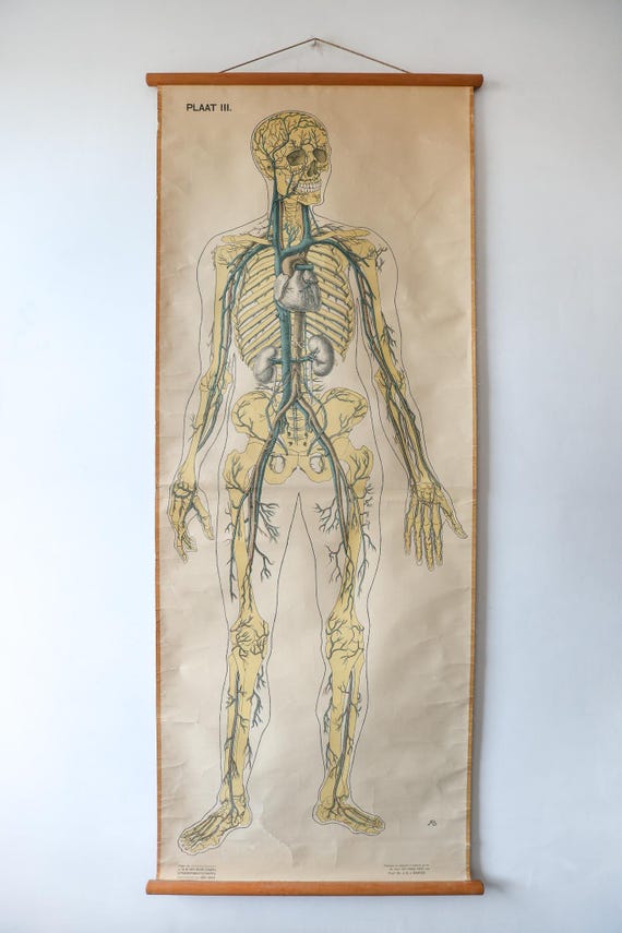 Original ANATOMICAL Vintage Dutch Educational School Wall Chart Human VENOUS SYSTEM Skeleton Prof Barge Full Length Anatomy Beautiful Rare