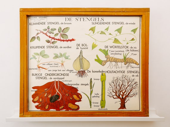 Original Double-Sided BOTANICAL Vintage Mid Century Flemish School Wall Chart Plant STEMS ROOTS Botany Beautiful Rare Rossingnol