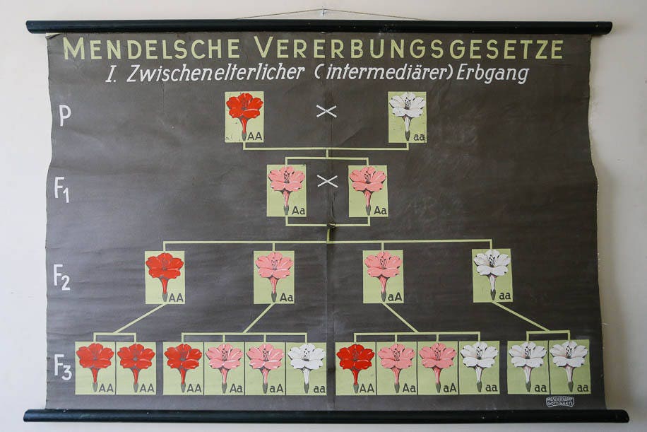 Gregor Mendel Chart