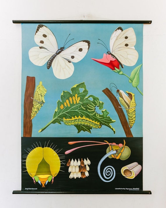 Original ZOOLOGICAL VINTAGE German School Wall Chart White Cabbage BUTTERFLY Zoology Beautiful Rare Jung Koch Quentell