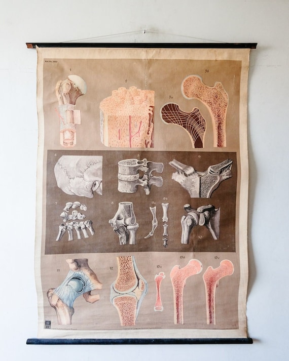 Original ANATOMICAL Vintage German Educational School Wall Chart BONES JOINTS Anatomy Medicine Science Beautiful Rare