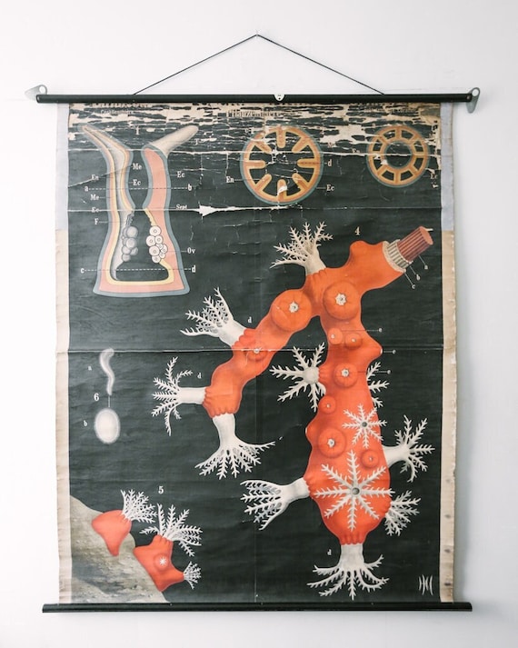 Original Antique Rudolf LEUCKART ZOOLOGICAL Vintage German School Wall Chart Red CORAL Zoology Beautiful Rare