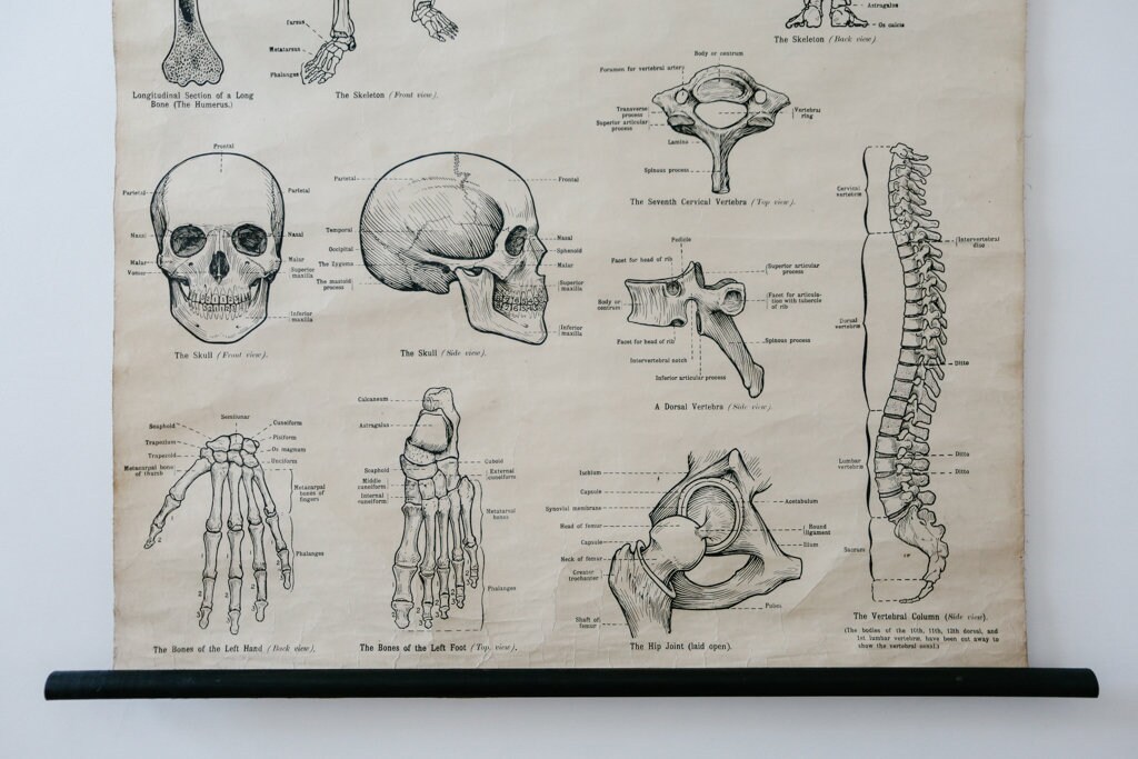 Original ANATOMICAL Vintage British School Wall Chart Human SKELETON ...