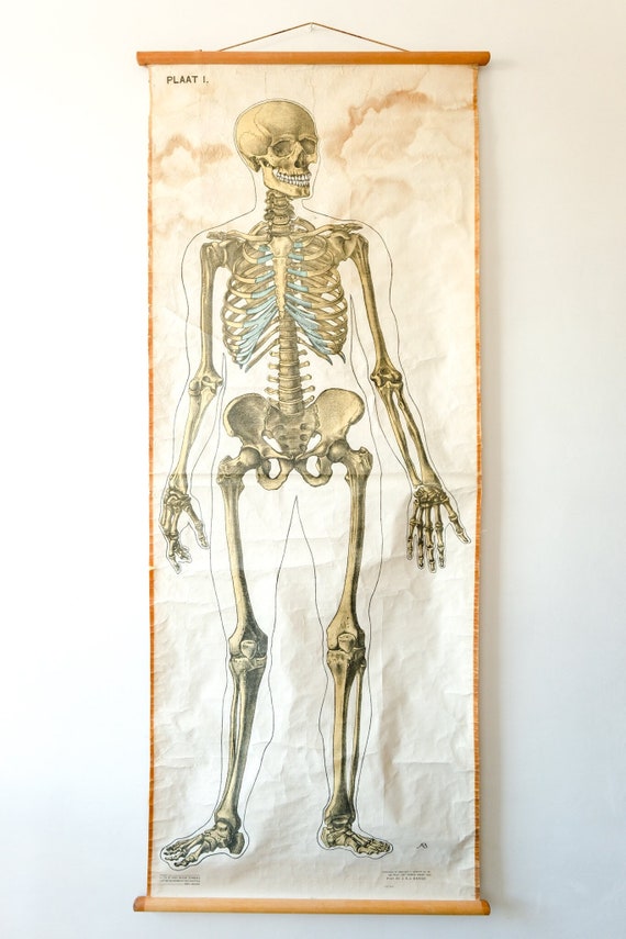 Original ANATOMICAL Vintage Dutch Educational School Wall Chart Human SKELETON Prof Barge Full Length Anatomy Science Beautiful Rare
