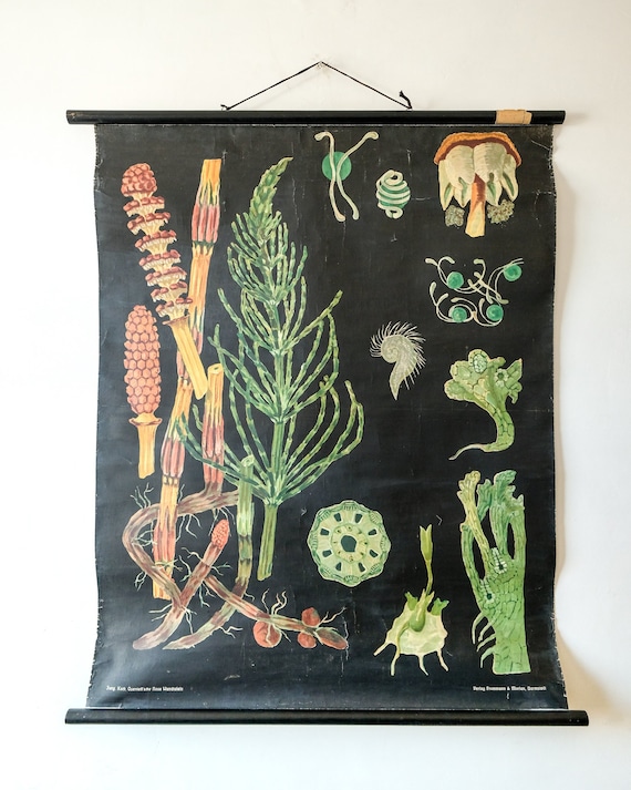 Original BOTANICAL Vintage Antique German School Wall Chart Early HORSETAIL Botany Beautiful Rare Jung Koch Quentell