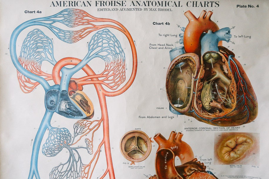 Max Brodel Anatomical Chart