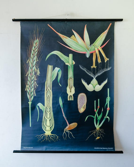 Original BOTANICAL Vintage Mid Century German School Wall Chart Stem RYE Botany Beautiful Rare Jung Koch Quentell