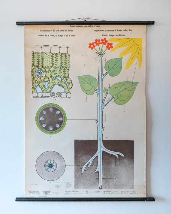 Original BOTANICAL Vintage German School Educational Wall Chart SWEET and Field BEET Root Vegetable Botany Beautiful Rare