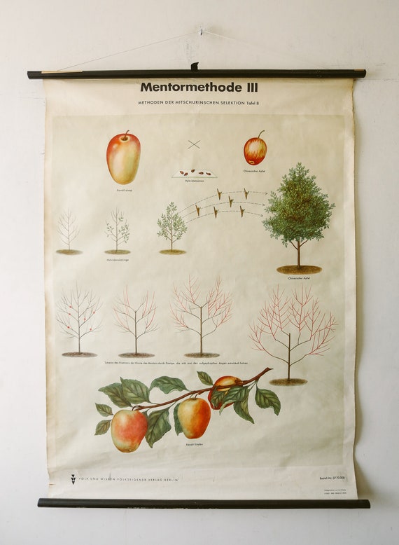 Original BOTANICAL Vintage German School Wall Chart MICHURIN'S SELECTION Botany Fruit Apple Beautiful Rare Plant Genetics Volk Und Vissen