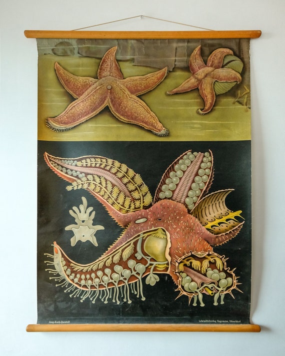 Original ZOOLOGICAL Vintage Mid Century German School Wall Chart STARFISH Anatomy Zoology Natural History Beautiful Rare Jung Koch Quentell