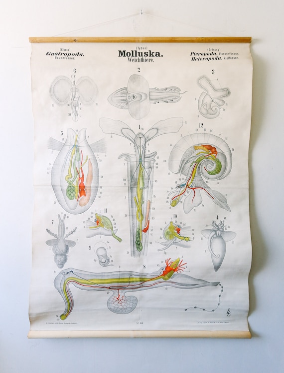 Original Antique Rudolf LEUCKART ZOOLOGICAL Vintage German School Wall Chart Gastropod MOLLUSCS Zoology Beautiful Rare