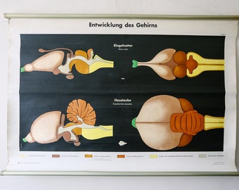 Original ZOOLOGICAL Vintage German Educational School Wall Chart BRAIN DEVELOPMENT Pigeon Grass Snake Deutsches Science Museum Beautiful