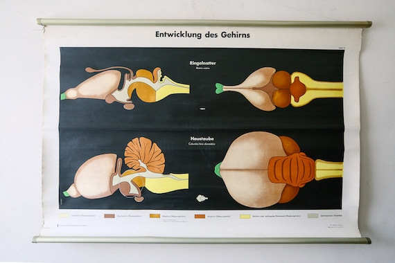 Original ZOOLOGICAL Vintage German Educational School Wall Chart BRAIN DEVELOPMENT Pigeon Grass Snake Deutsches Science Museum Beautiful