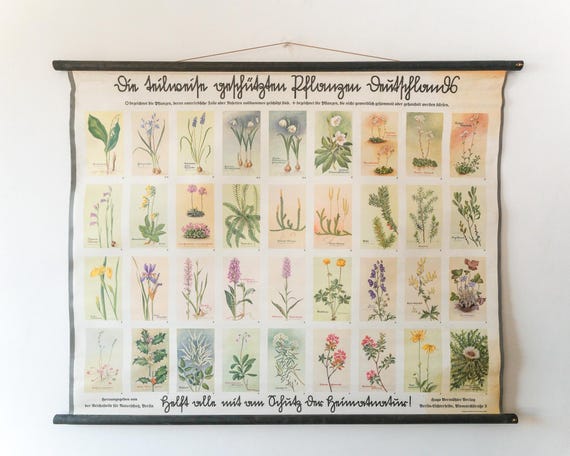 Original Small BOTANICAL Vintage 1930s German School Educational Wall Chart Various Protected PLANTS Botany Beautiful Rare