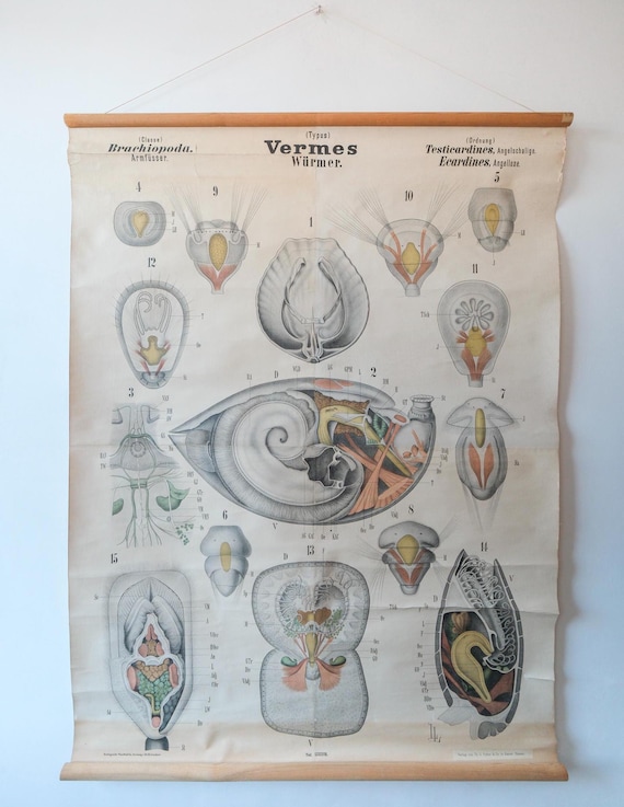 Original Antique Rudolf LEUCKART ZOOLOGICAL Vintage German School Wall Chart Armoured Brachiopod WORMS Zoology Beautiful Rare