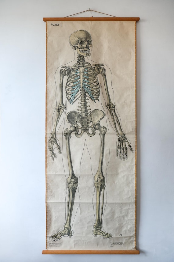 Original ANATOMICAL Vintage Dutch Educational School Wall Chart Human SKELETON Prof Barge Full Length Anatomy Science Beautiful Rare