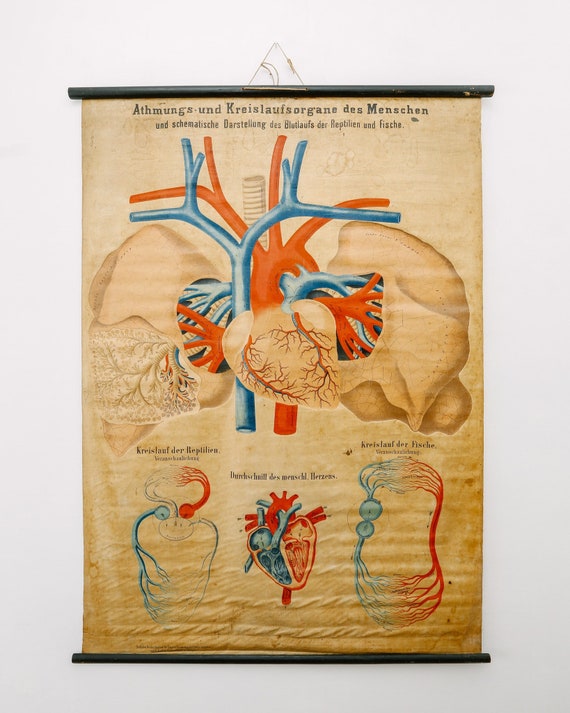 Original ANATOMICAL Antique Vintage German Educational School Wall Chart CIRCULATORY System HEART Circulation Anatomy Science Beautiful Rare