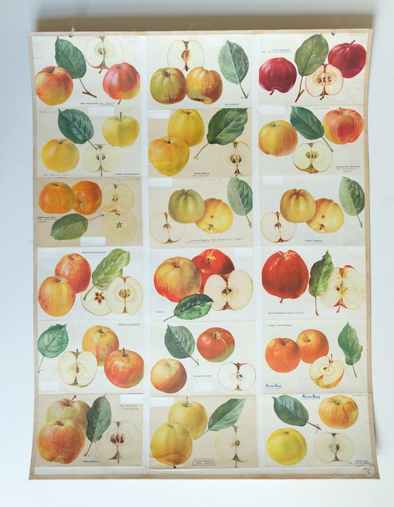 Original BOTANICAL Vintage German School Wall Chart APPLES Apple Varieties Botany Fruit Apple Beautiful Rare Plant