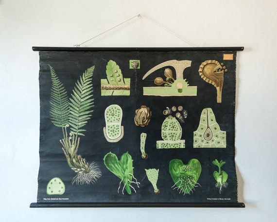 Original First Edition BOTANICAL Vintage German School Wall Chart FERN Botany Beautiful Rare Jung Koch Quentell